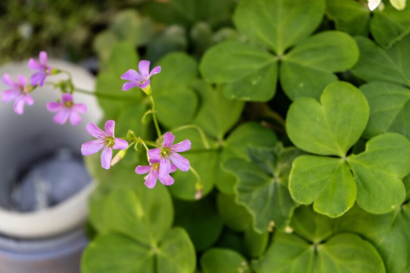 Pink in luck